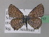  (Tarucus rosaceus - BC ZSM Lep 36717)  @14 [ ] CreativeCommons - Attribution Non-Commercial Share-Alike (2010) Unspecified SNSB, Zoologische Staatssammlung Muenchen