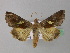  ( - BC ZSM Lep 36720)  @13 [ ] CreativeCommons - Attribution Non-Commercial Share-Alike (2010) Unspecified SNSB, Zoologische Staatssammlung Muenchen