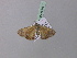  ( - BC ZSM Lep 36817)  @12 [ ] CreativeCommons - Attribution Non-Commercial Share-Alike (2010) Unspecified SNSB, Zoologische Staatssammlung Muenchen