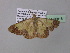  ( - BC ZSM Lep 36818)  @12 [ ] CreativeCommons - Attribution Non-Commercial Share-Alike (2010) Unspecified SNSB, Zoologische Staatssammlung Muenchen