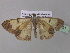  ( - BC ZSM Lep 36821)  @12 [ ] CreativeCommons - Attribution Non-Commercial Share-Alike (2010) Unspecified SNSB, Zoologische Staatssammlung Muenchen
