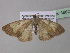  ( - BC ZSM Lep 36822)  @12 [ ] CreativeCommons - Attribution Non-Commercial Share-Alike (2010) Unspecified SNSB, Zoologische Staatssammlung Muenchen