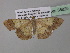  ( - BC ZSM Lep 36825)  @13 [ ] CreativeCommons - Attribution Non-Commercial Share-Alike (2010) Unspecified SNSB, Zoologische Staatssammlung Muenchen