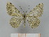  (Gnopharmia colchidaria colchidaria - BC SMNK Lep 00274)  @14 [ ] Copyright (2010) Unspecified Staatliches Museum fuer Naturkunde Karlsruhe