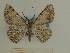  ( - BC SMNK Lep 00276)  @12 [ ] Copyright (2010) Unspecified Staatliches Museum fuer Naturkunde Karlsruhe