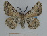  ( - BC SMNK Lep 00278)  @12 [ ] Copyright (2010) Unspecified Staatliches Museum fuer Naturkunde Karlsruhe