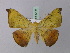  ( - BC ZSM Lep 32447)  @14 [ ] CreativeCommons - Attribution Non-Commercial Share-Alike (2010) Unspecified SNSB, Zoologische Staatssammlung Muenchen