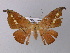  ( - BC ZSM Lep 32449)  @13 [ ] CreativeCommons - Attribution Non-Commercial Share-Alike (2010) Unspecified SNSB, Zoologische Staatssammlung Muenchen