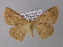  (Sabulodes prolataAH02EcPe - BC ZSM Lep 32451)  @15 [ ] CreativeCommons - Attribution Non-Commercial Share-Alike (2010) Unspecified SNSB, Zoologische Staatssammlung Muenchen