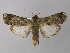  ( - BC ZSM Lep 32479)  @13 [ ] CreativeCommons - Attribution Non-Commercial Share-Alike (2010) Unspecified SNSB, Zoologische Staatssammlung Muenchen