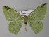  ( - BC ZSM Lep 32490)  @14 [ ] CreativeCommons - Attribution Non-Commercial Share-Alike (2010) Unspecified SNSB, Zoologische Staatssammlung Muenchen