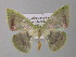  ( - BC ZSM Lep 32491)  @14 [ ] CreativeCommons - Attribution Non-Commercial Share-Alike (2010) Unspecified SNSB, Zoologische Staatssammlung Muenchen
