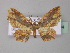  (Eois AH01Ec - BC ZSM Lep 32504)  @14 [ ] CreativeCommons - Attribution Non-Commercial Share-Alike (2010) Unspecified SNSB, Zoologische Staatssammlung Muenchen