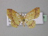  (Eois AH03Ec - BC ZSM Lep 32506)  @13 [ ] CreativeCommons - Attribution Non-Commercial Share-Alike (2010) Unspecified SNSB, Zoologische Staatssammlung Muenchen
