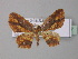  (Eois AH04Ec - BC ZSM Lep 32507)  @14 [ ] CreativeCommons - Attribution Non-Commercial Share-Alike (2010) Unspecified SNSB, Zoologische Staatssammlung Muenchen