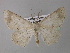  ( - BC ZSM Lep 32535)  @13 [ ] CreativeCommons - Attribution Non-Commercial Share-Alike (2010) Unspecified SNSB, Zoologische Staatssammlung Muenchen