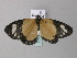  ( - BC ZSM Lep 33071)  @13 [ ] CreativeCommons - Attribution Non-Commercial Share-Alike (2010) Unspecified SNSB, Zoologische Staatssammlung Muenchen