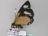  ( - BC ZSM Lep 33073)  @12 [ ] CreativeCommons - Attribution Non-Commercial Share-Alike (2010) Unspecified SNSB, Zoologische Staatssammlung Muenchen