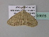 (Scopula BOLD:AAM5090 - BC ZSM Lep 33075)  @13 [ ] CreativeCommons - Attribution Non-Commercial Share-Alike (2010) Unspecified SNSB, Zoologische Staatssammlung Muenchen