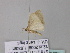  ( - BC ZSM Lep 33076)  @12 [ ] CreativeCommons - Attribution Non-Commercial Share-Alike (2010) Unspecified SNSB, Zoologische Staatssammlung Muenchen