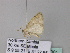  ( - BC ZSM Lep 33081)  @12 [ ] CreativeCommons - Attribution Non-Commercial Share-Alike (2010) Unspecified SNSB, Zoologische Staatssammlung Muenchen