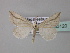  ( - BC ZSM Lep 33120)  @13 [ ] CreativeCommons - Attribution Non-Commercial Share-Alike (2010) Unspecified SNSB, Zoologische Staatssammlung Muenchen