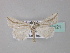  ( - BC ZSM Lep 33121)  @13 [ ] CreativeCommons - Attribution Non-Commercial Share-Alike (2010) Unspecified SNSB, Zoologische Staatssammlung Muenchen