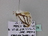  ( - BC ZSM Lep 33125)  @12 [ ] CreativeCommons - Attribution Non-Commercial Share-Alike (2010) Unspecified SNSB, Zoologische Staatssammlung Muenchen