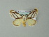  ( - BC ZSM Lep 33125)  @13 [ ] CreativeCommons - Attribution Non-Commercial Share-Alike (2012) Axel Hausmann/Bavarian State Collection of Zoology (ZSM) SNSB, Zoologische Staatssammlung Muenchen
