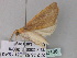  ( - BC ZSM Lep 33138)  @13 [ ] CreativeCommons - Attribution Non-Commercial Share-Alike (2010) Unspecified SNSB, Zoologische Staatssammlung Muenchen