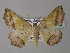  ( - BC ZSM Lep 33144)  @14 [ ] CreativeCommons - Attribution Non-Commercial Share-Alike (2010) Unspecified SNSB, Zoologische Staatssammlung Muenchen