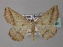  ( - BC ZSM Lep 33145)  @14 [ ] CreativeCommons - Attribution Non-Commercial Share-Alike (2010) Unspecified SNSB, Zoologische Staatssammlung Muenchen