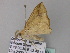  ( - BC ZSM Lep 33166)  @12 [ ] CreativeCommons - Attribution Non-Commercial Share-Alike (2010) Unspecified SNSB, Zoologische Staatssammlung Muenchen