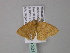  ( - BC ZSM Lep 33187)  @13 [ ] CreativeCommons - Attribution Non-Commercial Share-Alike (2010) Unspecified SNSB, Zoologische Staatssammlung Muenchen