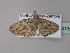  ( - BC ZSM Lep 33199)  @12 [ ] CreativeCommons - Attribution Non-Commercial Share-Alike (2010) Unspecified SNSB, Zoologische Staatssammlung Muenchen