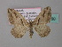  ( - BC ZSM Lep 34380)  @13 [ ] CreativeCommons - Attribution Non-Commercial Share-Alike (2010) Unspecified SNSB, Zoologische Staatssammlung Muenchen
