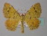  ( - BC ZSM Lep 34381)  @14 [ ] CreativeCommons - Attribution Non-Commercial Share-Alike (2010) Unspecified SNSB, Zoologische Staatssammlung Muenchen