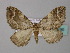  ( - BC ZSM Lep 34399)  @14 [ ] CreativeCommons - Attribution Non-Commercial Share-Alike (2010) Unspecified SNSB, Zoologische Staatssammlung Muenchen