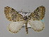  ( - BC ZSM Lep 34405)  @11 [ ] CreativeCommons - Attribution Non-Commercial Share-Alike (2010) Unspecified SNSB, Zoologische Staatssammlung Muenchen