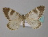  ( - BC ZSM Lep 34413)  @13 [ ] CreativeCommons - Attribution Non-Commercial Share-Alike (2010) Unspecified SNSB, Zoologische Staatssammlung Muenchen