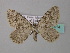  ( - BC ZSM Lep 34414)  @14 [ ] CreativeCommons - Attribution Non-Commercial Share-Alike (2010) Unspecified SNSB, Zoologische Staatssammlung Muenchen