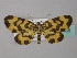  ( - BC ZSM Lep 34435)  @11 [ ] CreativeCommons - Attribution Non-Commercial Share-Alike (2010) Unspecified SNSB, Zoologische Staatssammlung Muenchen