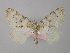  ( - BC ZSM Lep 34438)  @13 [ ] CreativeCommons - Attribution Non-Commercial Share-Alike (2010) Unspecified SNSB, Zoologische Staatssammlung Muenchen