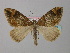  ( - BC ZSM Lep 34439)  @13 [ ] CreativeCommons - Attribution Non-Commercial Share-Alike (2010) Unspecified SNSB, Zoologische Staatssammlung Muenchen