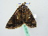  ( - BC ZSM Lep 35134)  @11 [ ] CreativeCommons - Attribution Non-Commercial Share-Alike (2010) Unspecified SNSB, Zoologische Staatssammlung Muenchen