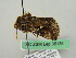  (Chrysodeixis taiwani - BC ZSM Lep 35135)  @13 [ ] CreativeCommons - Attribution Non-Commercial Share-Alike (2010) Unspecified SNSB, Zoologische Staatssammlung Muenchen