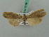  ( - BC ZSM Lep 35196)  @11 [ ] CreativeCommons - Attribution Non-Commercial Share-Alike (2010) Unspecified SNSB, Zoologische Staatssammlung Muenchen