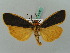  (Agylla virago - BC ZSM Lep 35199)  @14 [ ] CreativeCommons - Attribution Non-Commercial Share-Alike (2010) Unspecified SNSB, Zoologische Staatssammlung Muenchen
