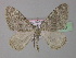 ( - BC ZSM Lep 35500)  @13 [ ] CreativeCommons - Attribution Non-Commercial Share-Alike (2010) Unspecified SNSB, Zoologische Staatssammlung Muenchen