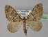 ( - BC ZSM Lep 35502)  @11 [ ] CreativeCommons - Attribution Non-Commercial Share-Alike (2010) Unspecified SNSB, Zoologische Staatssammlung Muenchen